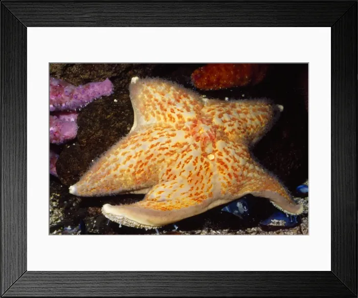 Framed Print : Leather Star Fish Alaska to Mexico Framed Print : Leather Star Fish Alaska to Mexico
