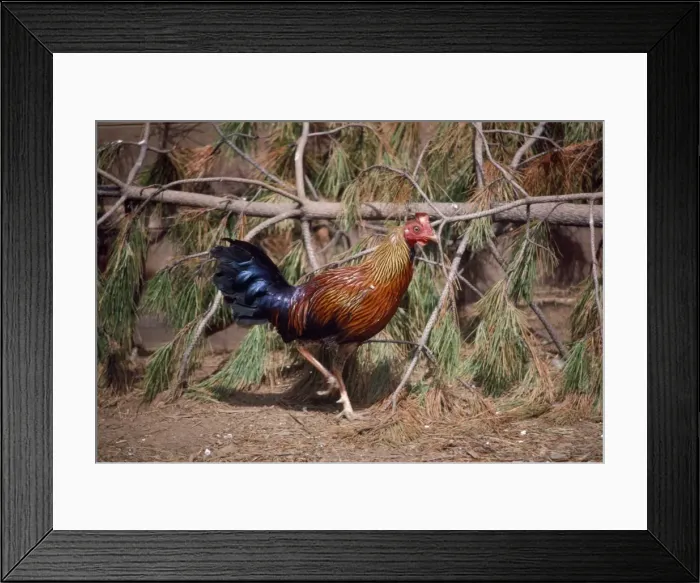 Framed Print : Sri Lanka / Ceylon Junglefowl - male Framed Print : Sri Lanka / Ceylon Junglefowl - male