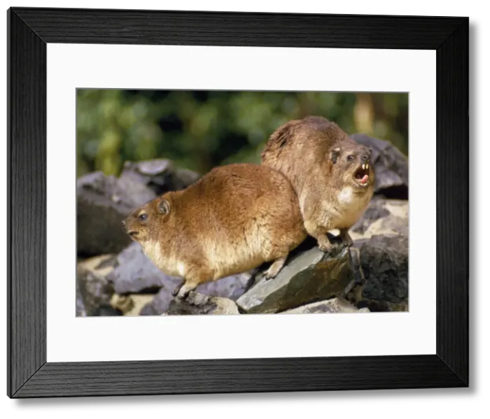 Framed Print : South African Rock Hyrax Framed Print : South African Rock Hyrax