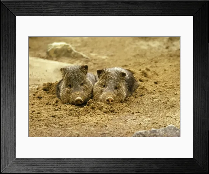 Framed Print : Arizonia Collared Peccary - in bed Framed Print : Arizonia Collared Peccary - in bed