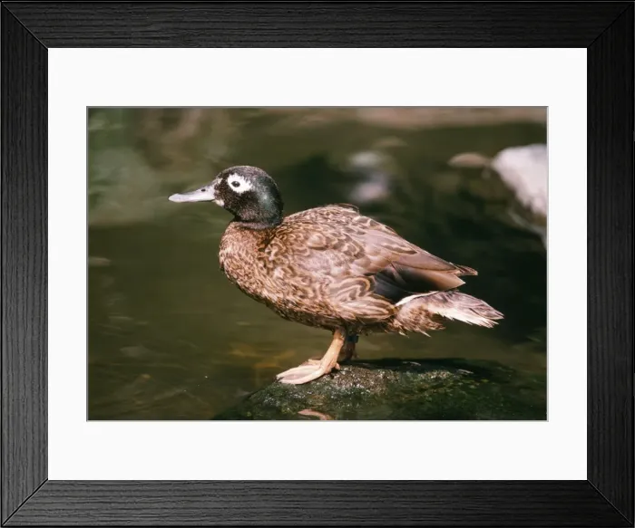 Framed Print : Laysan Teal - male Framed Print : Laysan Teal - male