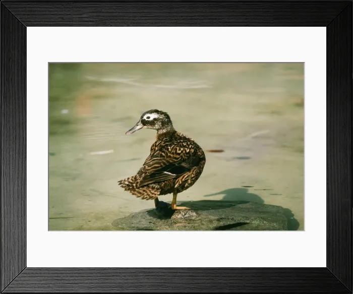 Framed Print : Laysan Teal Duck - female Framed Print : Laysan Teal Duck - female