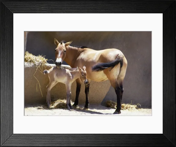 Framed Print : Przewalski's Horse - mother & day old young Framed Print : Przewalski's Horse - mother & day old young