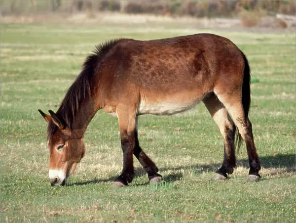 Mule - Male Donkey x Female Horse Wyoming USA