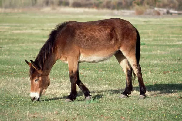 Mule - Male Donkey x Female Horse Wyoming USA