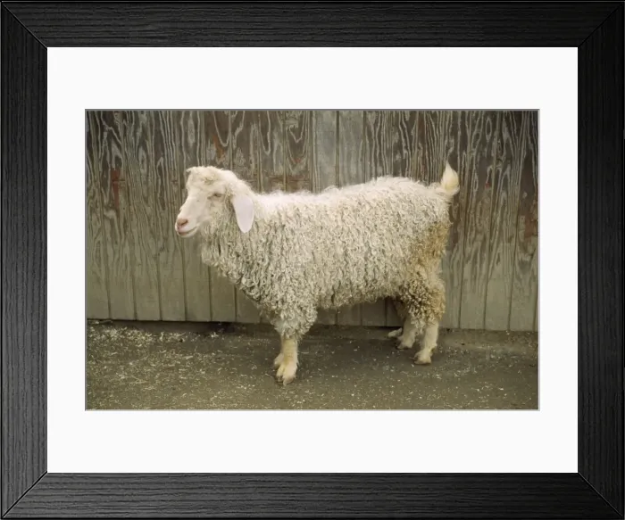 Framed Print : Angora Goat - domestic Framed Print : Angora Goat - domestic