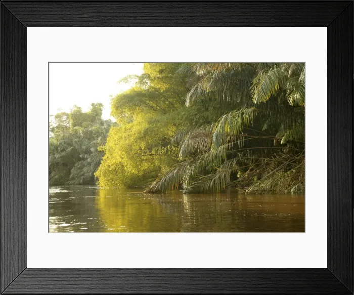 Framed Print : Riverine Forest / Rainforest Congo, Central Africa Framed Print : Riverine Forest / Rainforest Congo, Central Africa