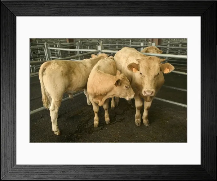Framed Print : Livestock - Cattle, in pen Framed Print : Livestock - Cattle, in pen