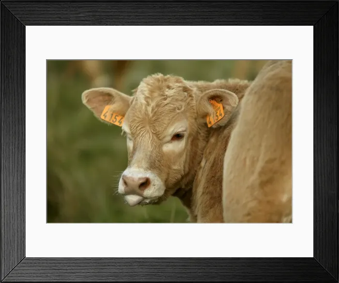 Framed Print : Aubrac Cow - Calf Framed Print : Aubrac Cow - Calf