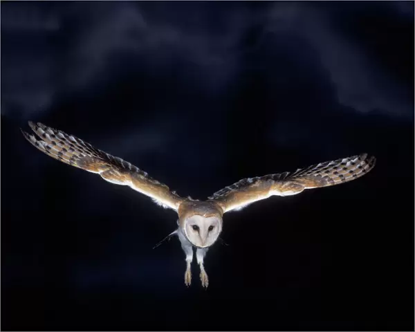 Barn Owl - in flight, at night