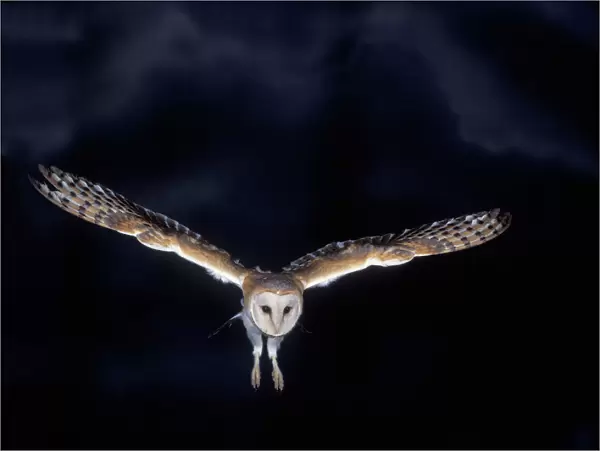 Barn Owl - in flight, at night