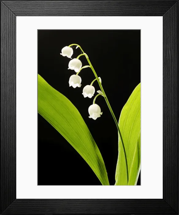 Framed Print : Lily of the Valley Framed Print : Lily of the Valley