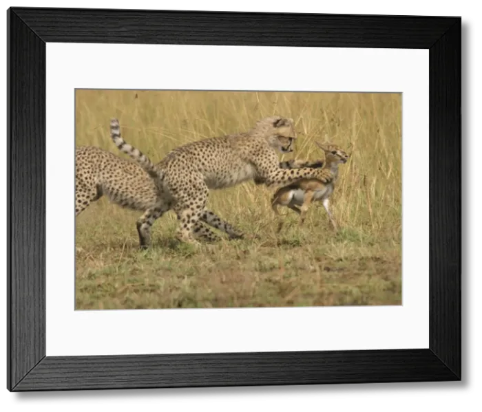 Framed Print : Cheetahs - Chasing Thomson's Gazelle Transmara, Maasai Mara, Kenya, Africa Framed Print : Cheetahs - Chasing Thomson's Gazelle Transmara, Maasai Mara, Kenya, Africa