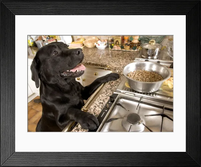Framed Print : Dog - Black Labrador with paws up on kitchen counter looking at food Framed Print : Dog - Black Labrador with paws up on kitchen counter looking at food