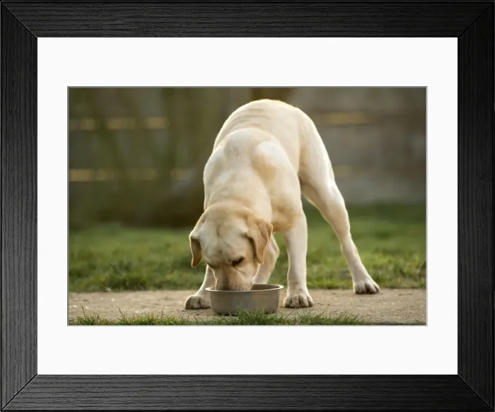 Framed Print : Dog - Labrador eating Framed Print : Dog - Labrador eating