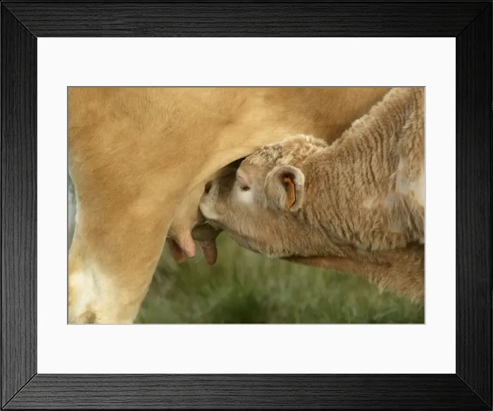 Framed Print : Aubrac Cows - calf suckling