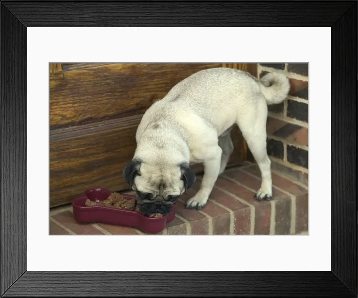 Framed Print : Dog - Pug eating Framed Print : Dog - Pug eating