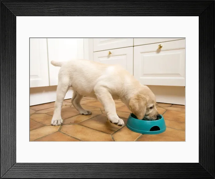 Framed Print : Dog - Labrador puppy eating Framed Print : Dog - Labrador puppy eating