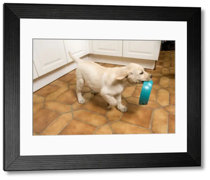 Framed Print : Dog - Labrador puppy carrying food bowl Framed Print : Dog - Labrador puppy carrying food bowl