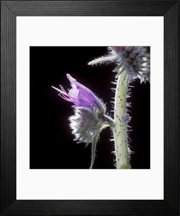 Framed Print : Viper's buglos - close-up Framed Print : Viper's buglos - close-up