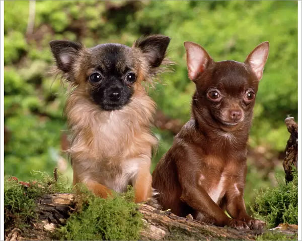 Chihuahua Dogs