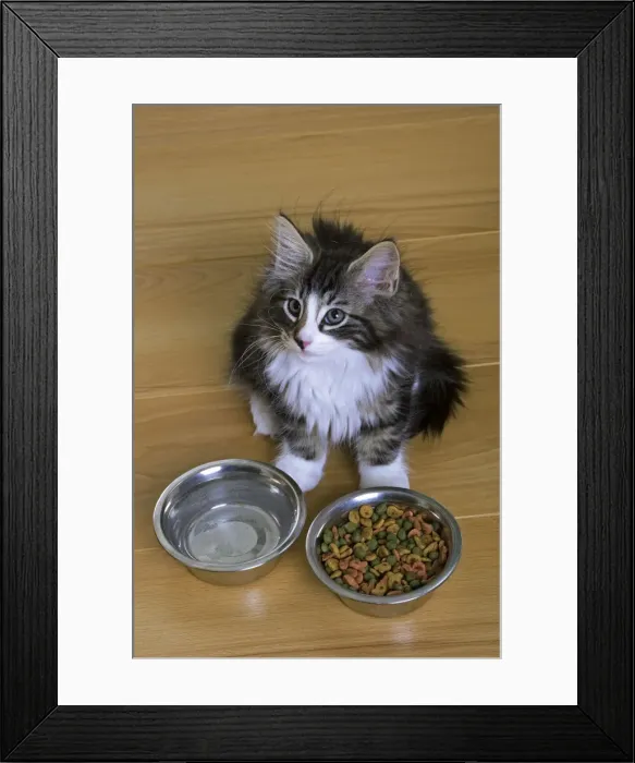 Framed Print : Norwegian Silvery Tabby - mackerel & white - by food and water bowl Framed Print : Norwegian Silvery Tabby - mackerel & white - by food and water bowl