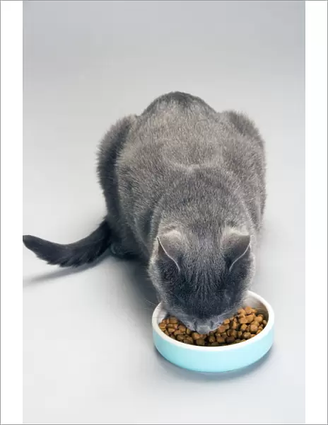Chartreux Cat - feeding from bowl