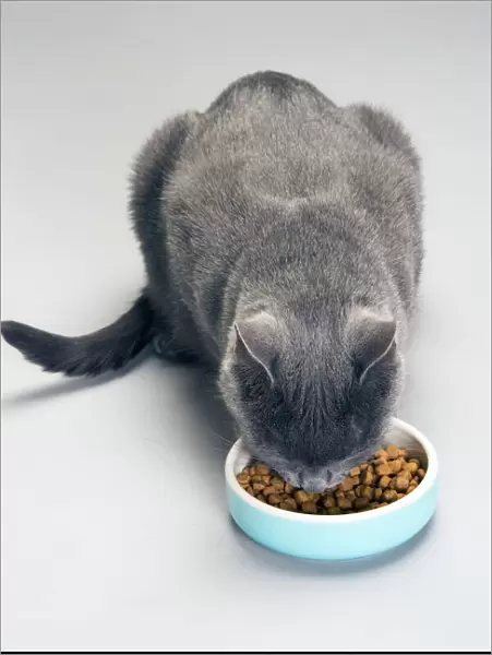 Chartreux Cat - feeding from bowl