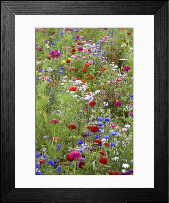 Framed Print : Mixed flowers in meadow