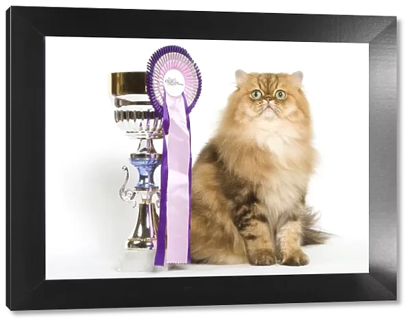 Persian Cat - Golden shade - sitting next to rosette & prize cup