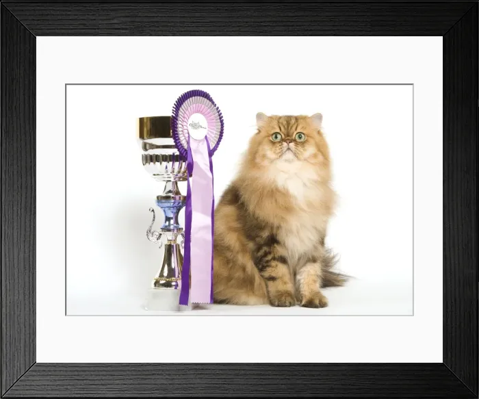 Framed Print : Persian Cat - Golden shade - sitting next to rosette & prize cup Framed Print : Persian Cat - Golden shade - sitting next to rosette & prize cup