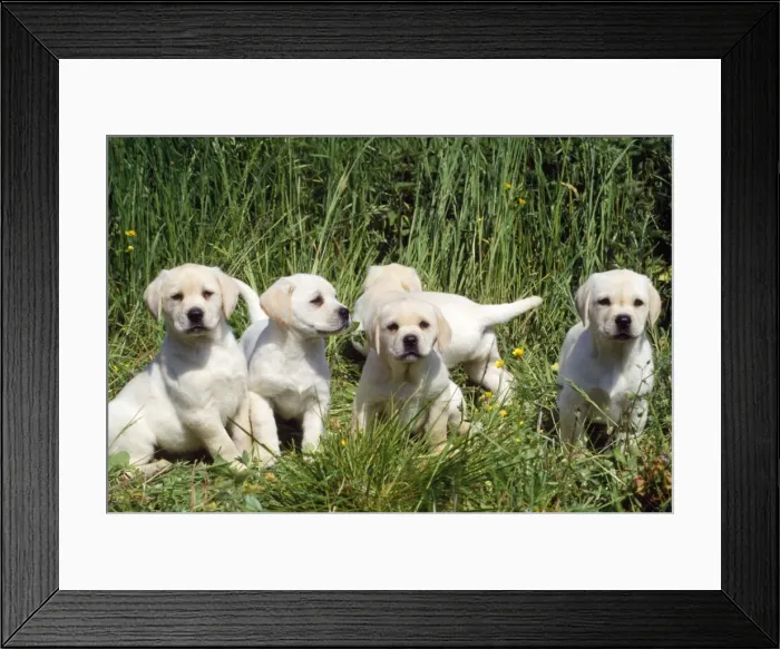 Framed Print : Labrador Dog - puppies Framed Print : Labrador Dog - puppies