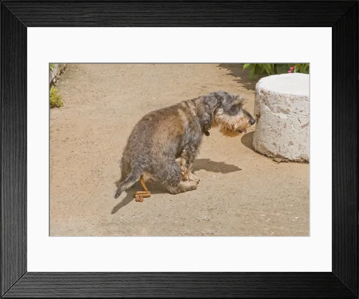 Framed Print : Dog - Dachshund defeacating Framed Print : Dog - Dachshund defeacating