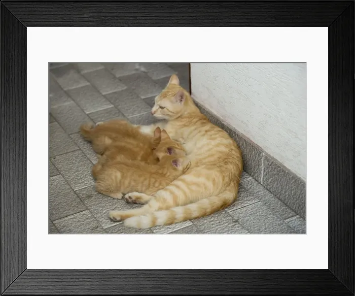 Framed Print : Cat - ginger tabby with kittens suckling Framed Print : Cat - ginger tabby with kittens suckling