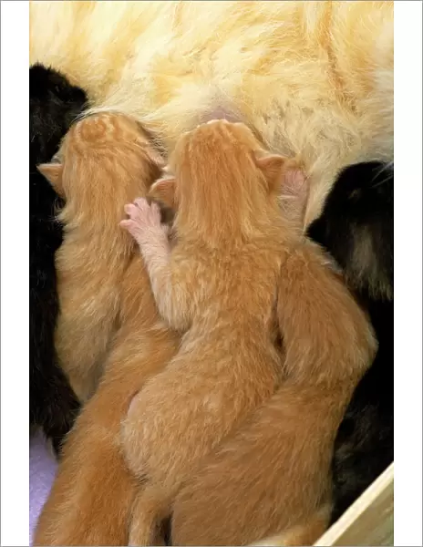 Cat - ginger kittens suckling