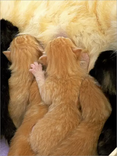 Cat - ginger kittens suckling