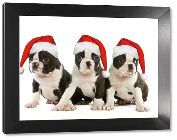 Dog - Three Boston Terrier puppies in studio wearing Christmas hats Digital Manipulation: Christmas hats (SU)