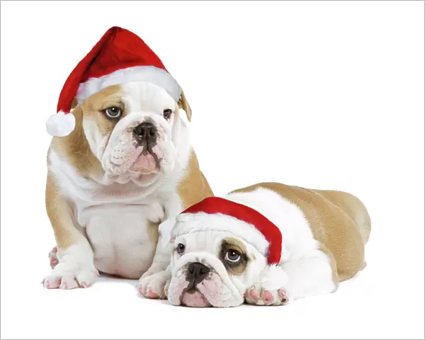 Dog - English Bulldogs - in studio wearing Christmas hats Digital Manipulation: Christmas hats (SU) & left eye from blue to brown