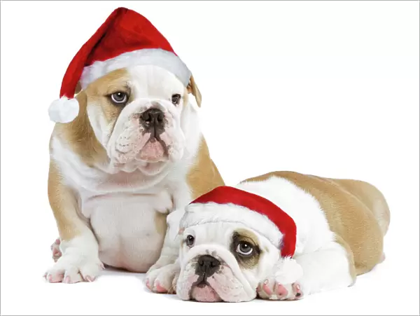 Dog - English Bulldogs - in studio wearing Christmas hats Digital Manipulation: Christmas hats (SU) & left eye from blue to brown