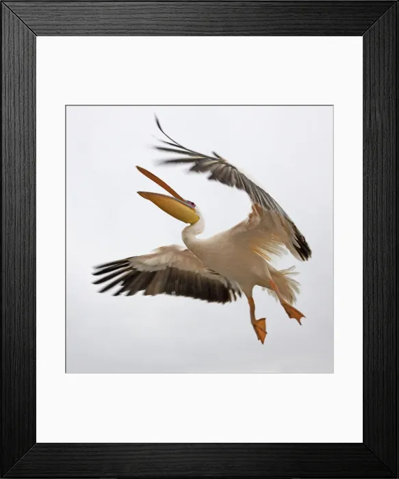 Framed Print : White Pelican - in flight. Namibia - Africa Framed Print : White Pelican - in flight. Namibia - Africa