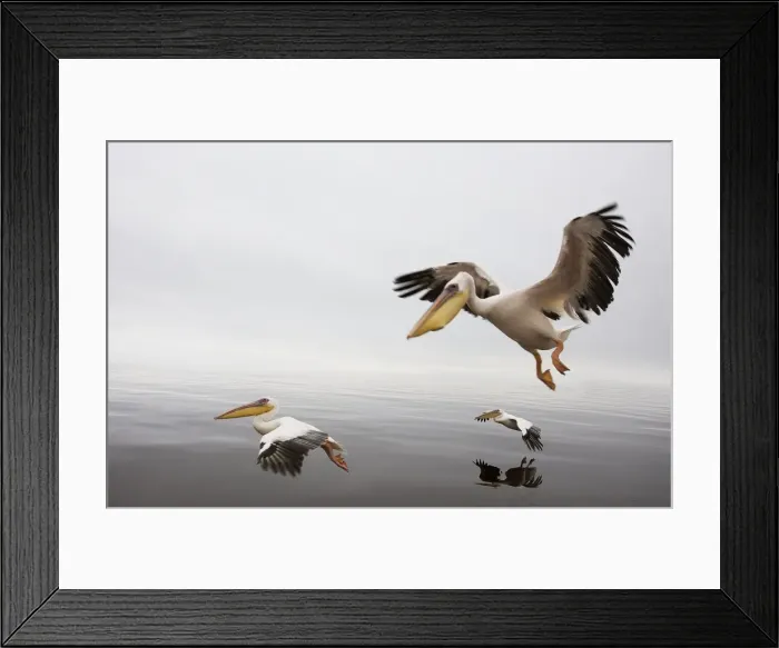 Framed Print : White Pelicans - in flight. Namibia - Africa Framed Print : White Pelicans - in flight. Namibia - Africa