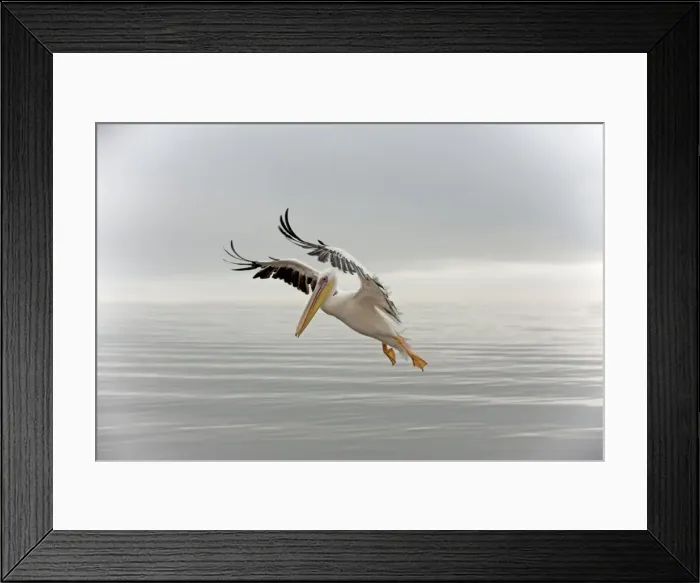 Framed Print : White Pelican - in flight. Namibia - Africa Framed Print : White Pelican - in flight. Namibia - Africa