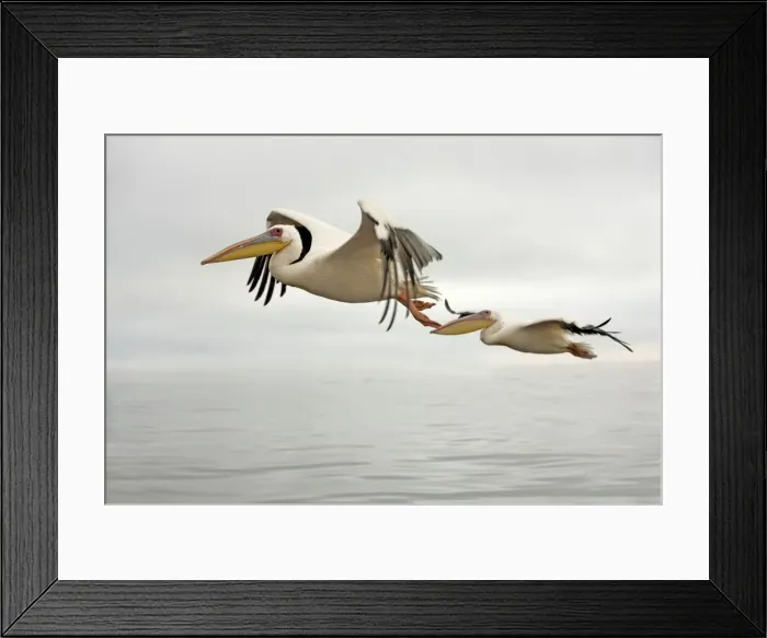 Framed Print : White Pelican - in flight. Namibia - Africa Framed Print : White Pelican - in flight. Namibia - Africa
