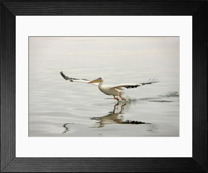 Framed Print : White Pelican - in flight landing on water. Namibia - Africa Framed Print : White Pelican - in flight landing on water. Namibia - Africa