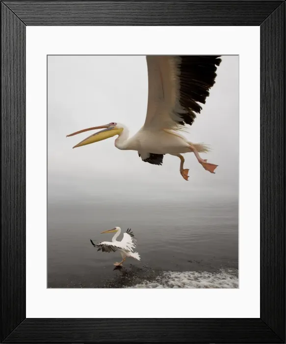 Framed Print : White Pelicans - in flight. Namibia - Africa Framed Print : White Pelicans - in flight. Namibia - Africa