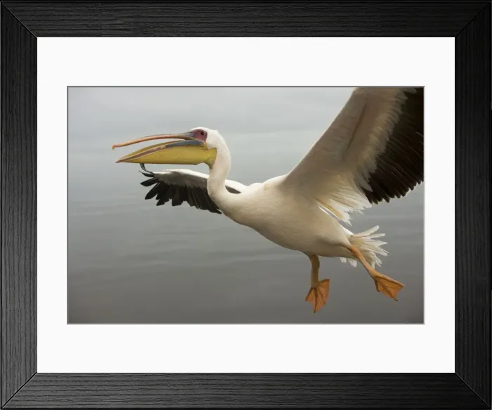 Framed Print : White Pelican - in flight. Namibia - Africa Framed Print : White Pelican - in flight. Namibia - Africa