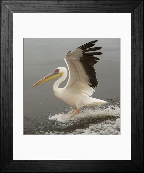 Framed Print : White Pelican - in flight landing on water. Namibia - Africa Framed Print : White Pelican - in flight landing on water. Namibia - Africa