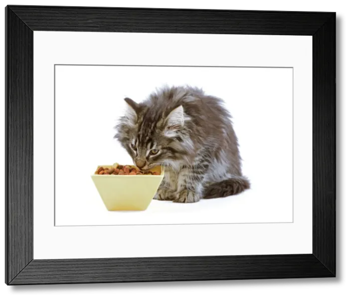 Framed Print : Cat - Norwegian forest kitten eating dried catfood from a bowl Framed Print : Cat - Norwegian forest kitten eating dried catfood from a bowl