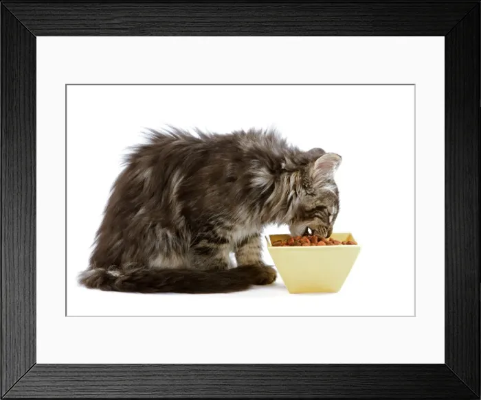 Framed Print : Cat - Norwegian forest kitten eating dried catfood from a bowl Framed Print : Cat - Norwegian forest kitten eating dried catfood from a bowl