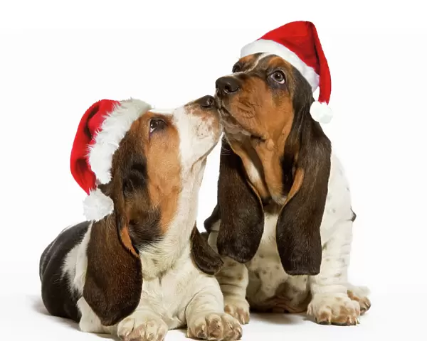Dog - Basset Hound - two in studio kissing wearing Christmas hats Digital Manipulation: Christmas hats (SU)